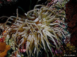 This photo of an anemone was taken at my secret dive spot... by Steven Anderson 